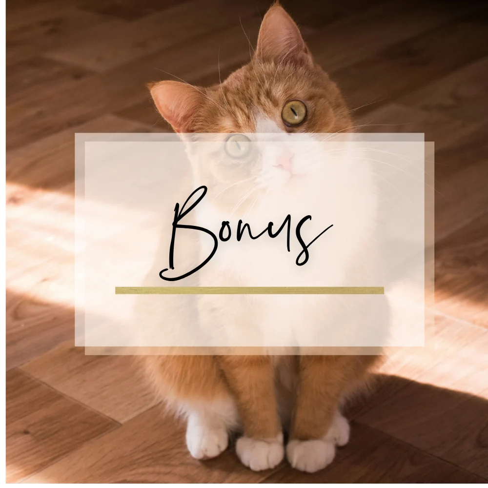 Bonus, rot-weißer Kater mit dem Schriftzug Bonus