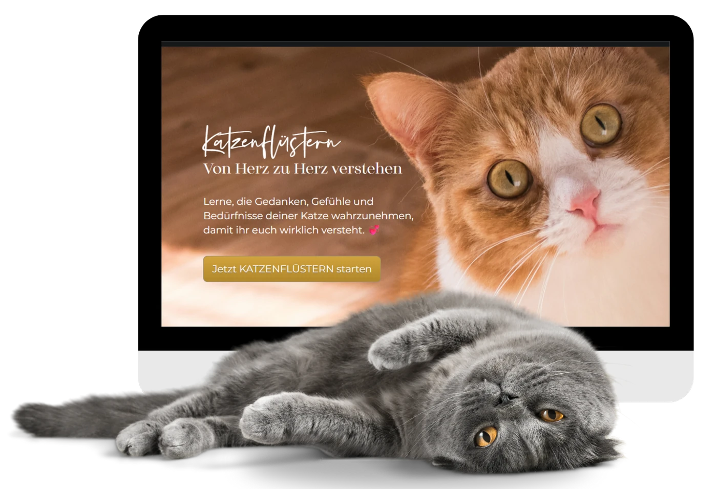 Der Katzenflüstern-Kurs auf einem Bildschirm, davor liegt entspannt eine graue Katze