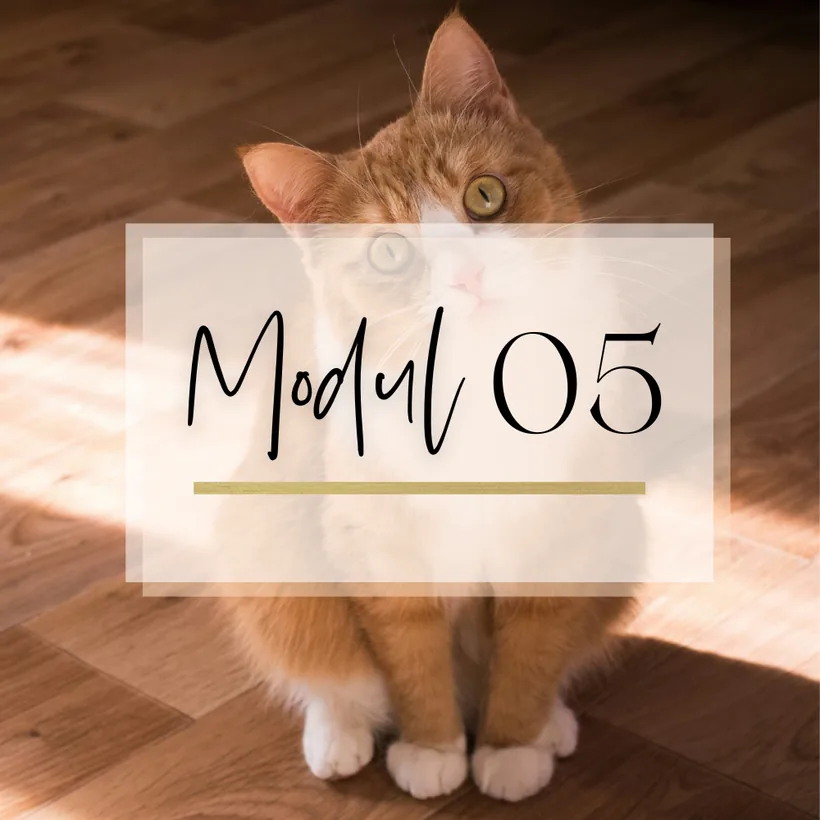 Modul 5, rot-weißer Kater mit dem Schriftzug Modul 05